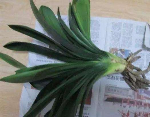 君子兰母子分离8盆,君子兰爆崽要分盆吗