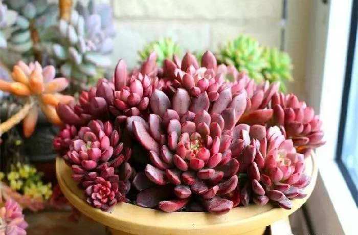 新手养多肉的方法和技巧,怎样能把多肉养得又肥又好看