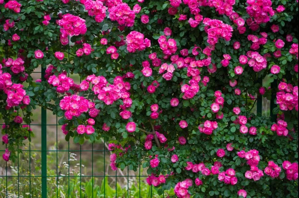 杜邑国家遗址公园,杜邑遗址公园和杜陵遗址公园