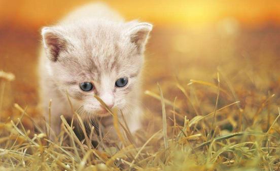 猫咪走失最有效的方法,猫咪走丢1周怎么寻回