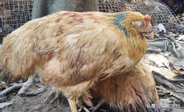 鸡采食量下降什么原因,鸡采食量下降用什么药好