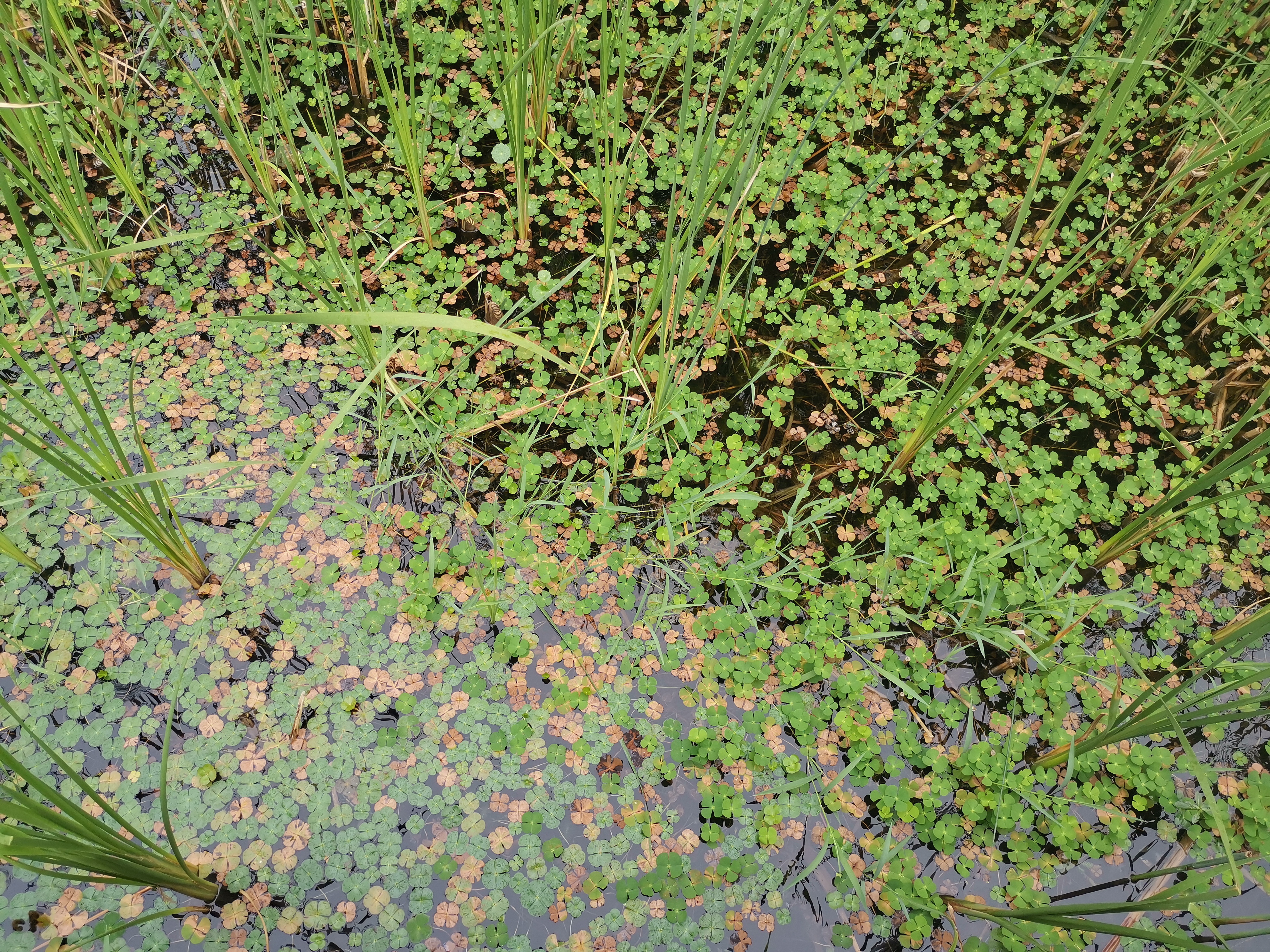 全家劝生三胎但孕妇不想要,两个女儿别人劝生三胎说说