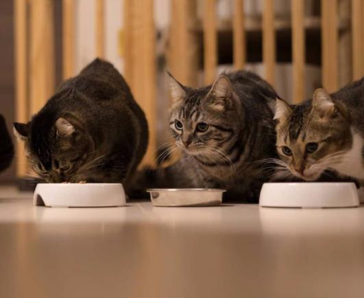 猫咪便便臭有血,猫咪呕吐便便很臭是怎么回事