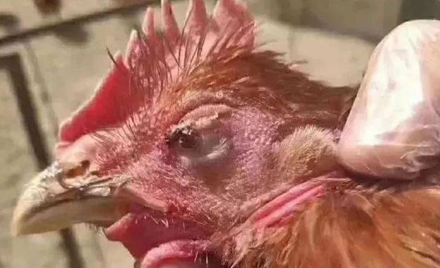 养殖鸡眼睛用什么方法治,鸡病防治与用药知识大全