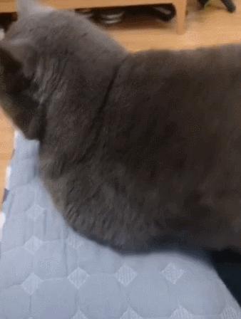 看到自家猫心情都会很好,这样的猫你会想养一只吗