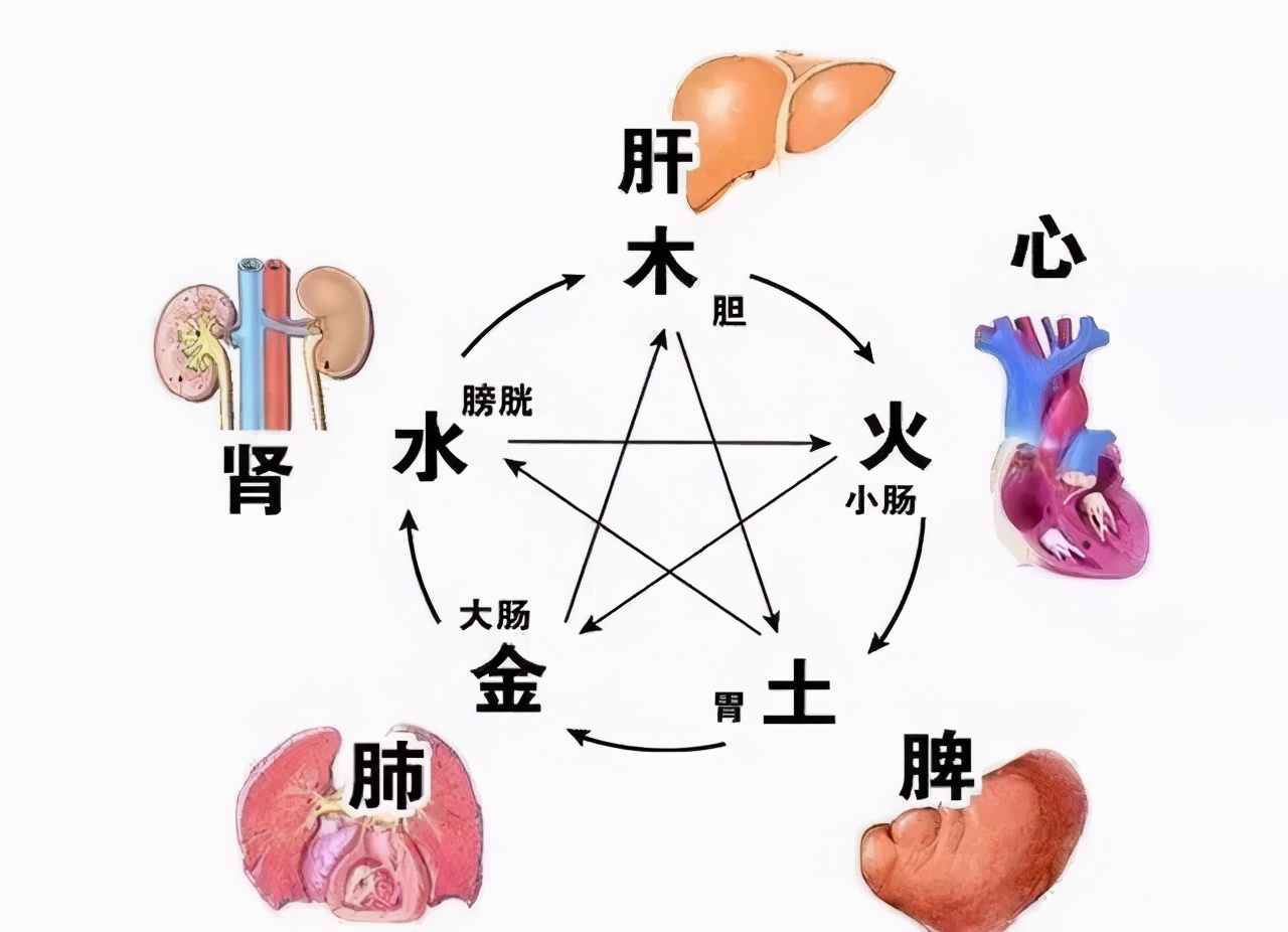 中医治脾胃的脾在哪,中医的知肝传脾当先实脾如何理解