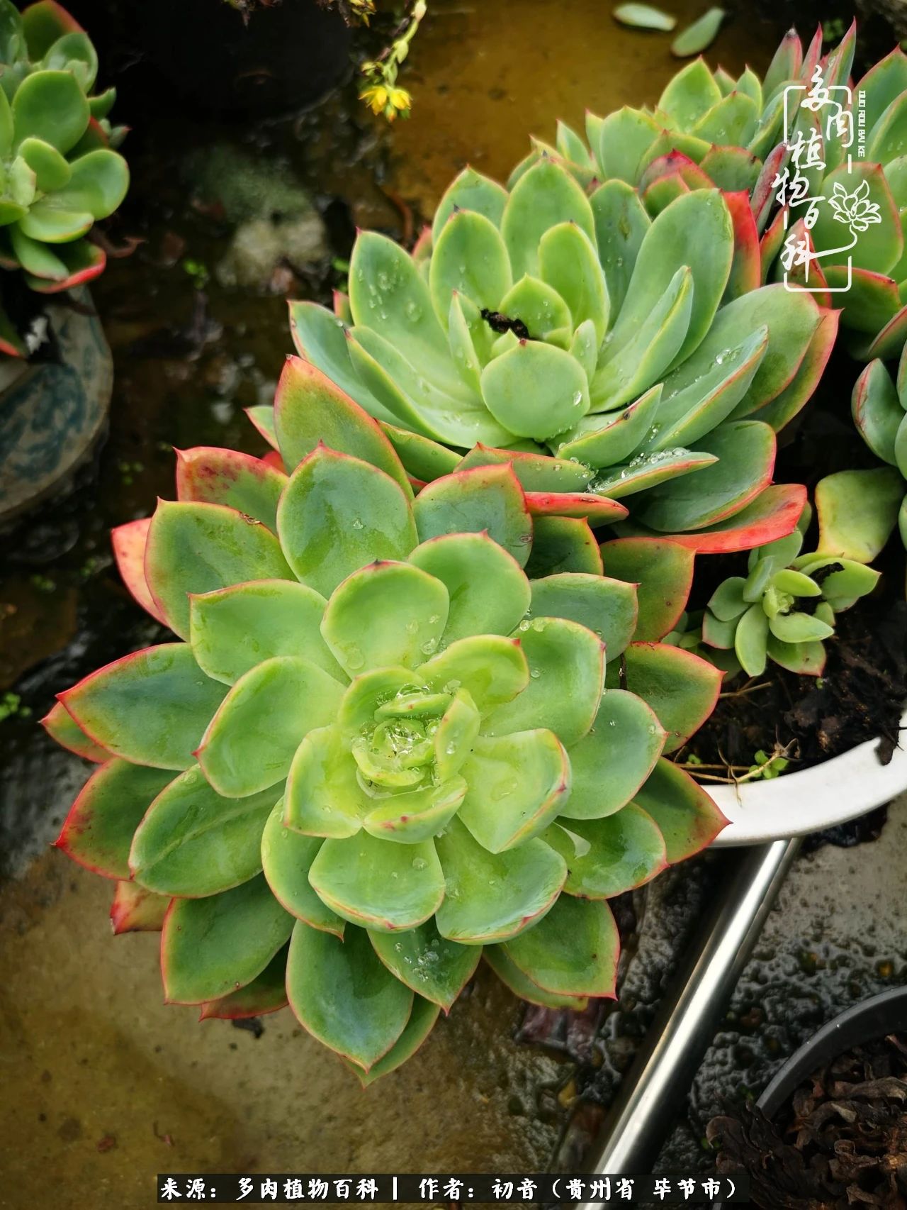 和多肉共度美好时光,与多肉一起成长