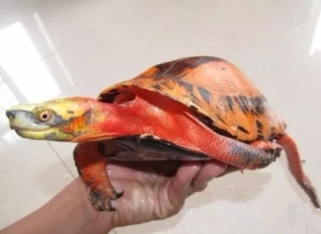 家养小乌龟怎么过冬南方,自己家养小乌龟怎么过冬