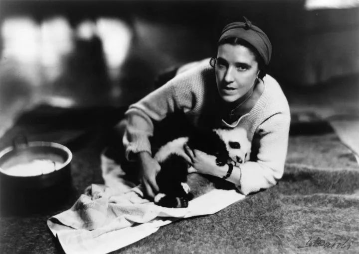 大熊猫真的安全了吗,大熊猫平安活着吗