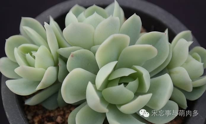 多肉月影系有哪些品种,月影系多肉品种大全