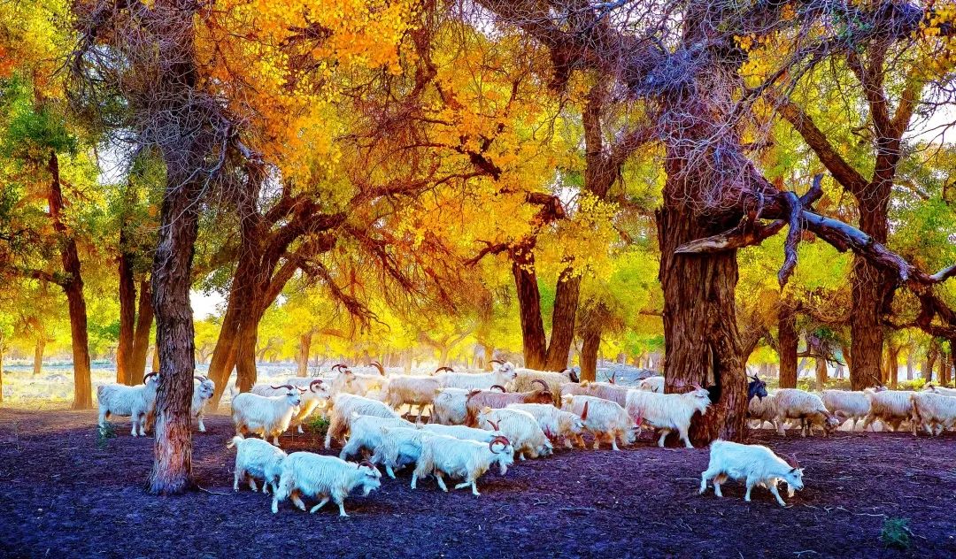 额济纳旗住宿一般多少钱,国庆额济纳旗胡杨林攻略