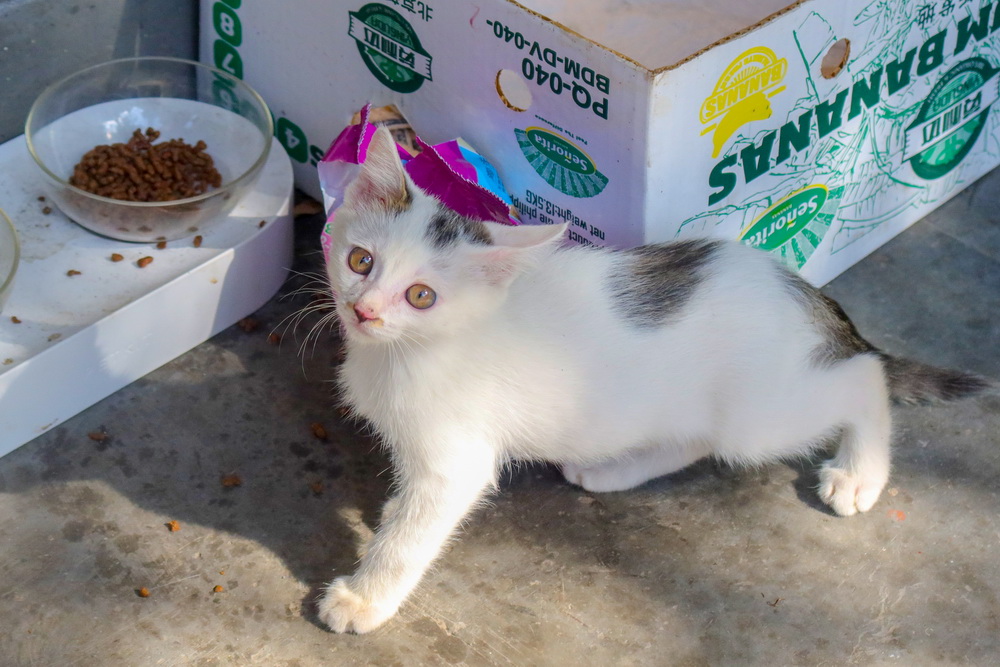 高性能高画质G5XM2轻便摄影焕新体验