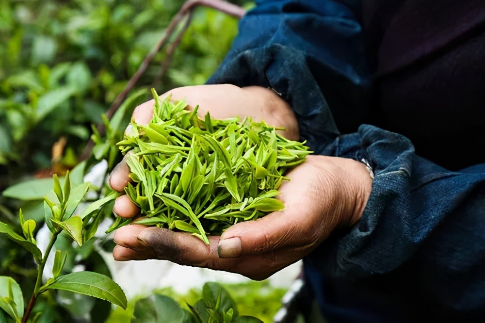 于丹趣品人生全集,于丹趣品茶韵视频全集