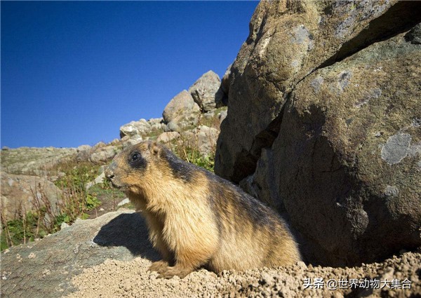 抖音中的土拨鼠视频,抖音土拨鼠是谁