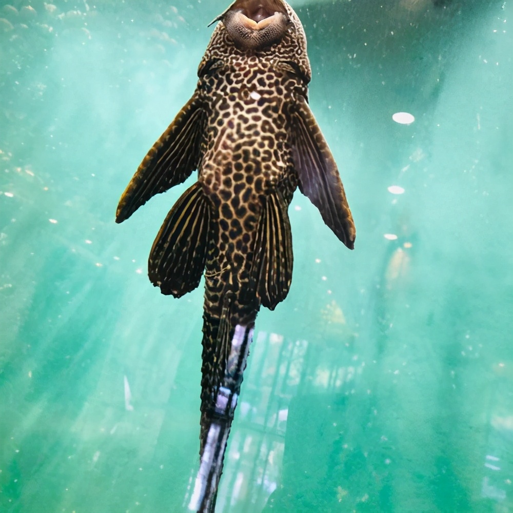 清道夫鱼可以清理鱼缸吗,清道夫鱼能清理鱼缸的垃圾吗