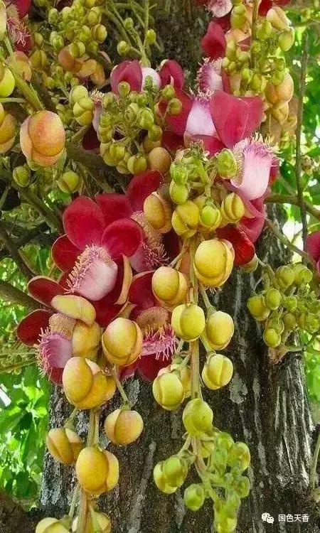 菩提花开观自在,菩提花开见性成佛