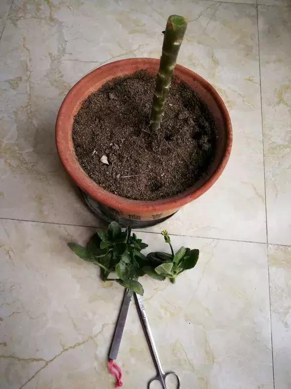 长寿花如何嫁接到不死鸟,长寿花这样嫁接花期长还不会烂根