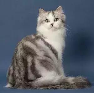 布偶猫好养吗一般多少钱一只,布偶猫的价格贵不贵