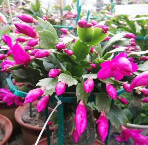 怎么给蟹爪兰做支架,蟹爪兰支架自己做