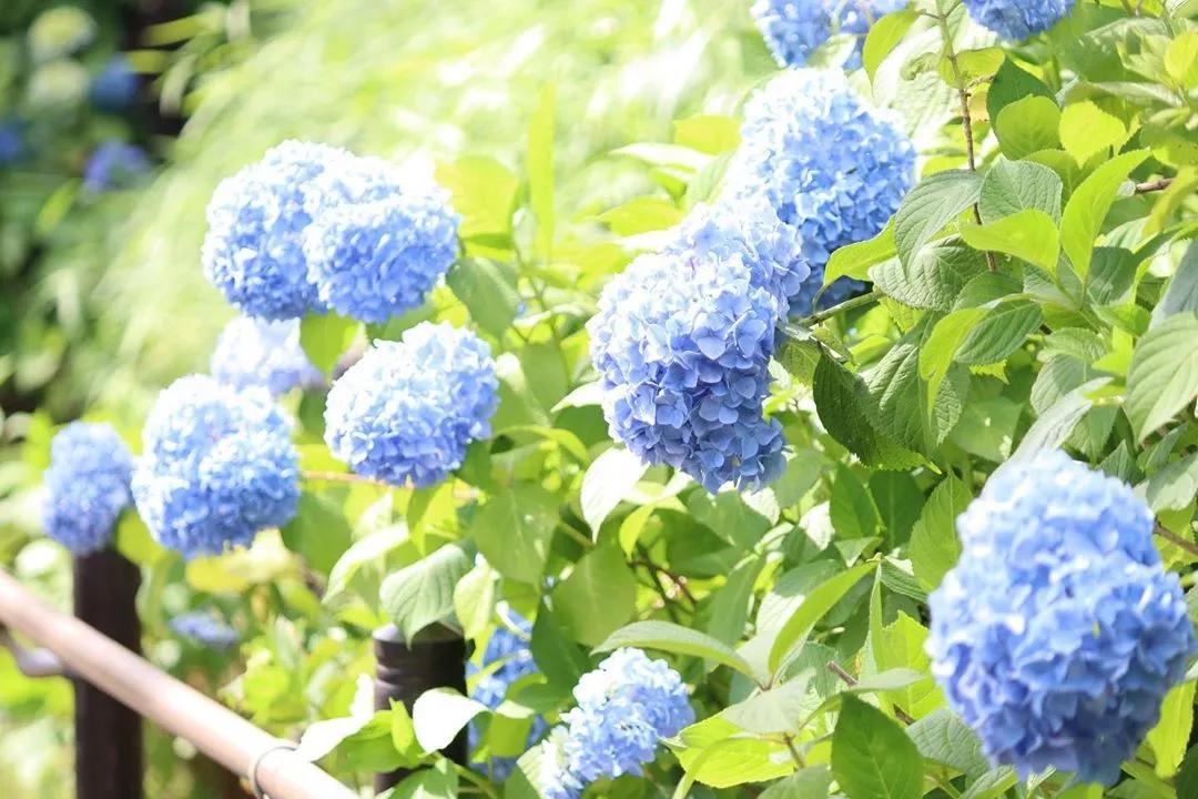 阳台照不到太阳可以种迷迭香,阳台晒不到太阳可以种黄瓜吗