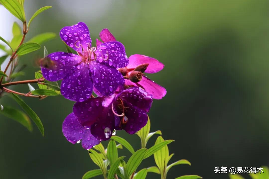 牡丹和观赏牡丹区别,牡丹的形态特征与什么花不同