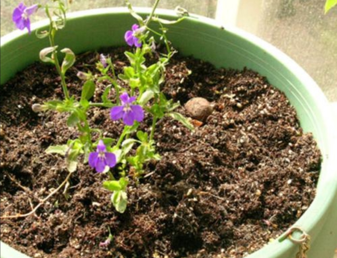 如何处理用过的花土呢,花土怎么样才能重复利用还肥沃