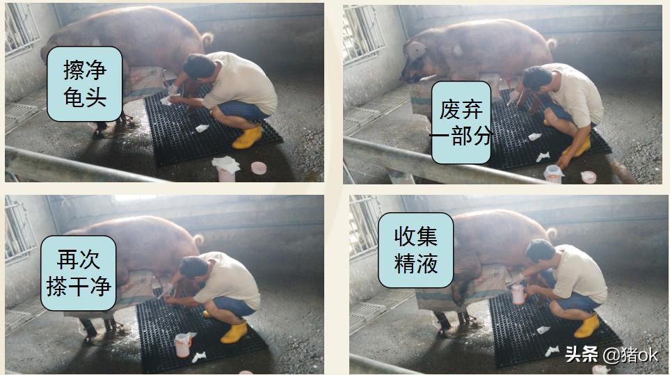 种公猪怎样养精子成活高,怎样提高种公猪的精子