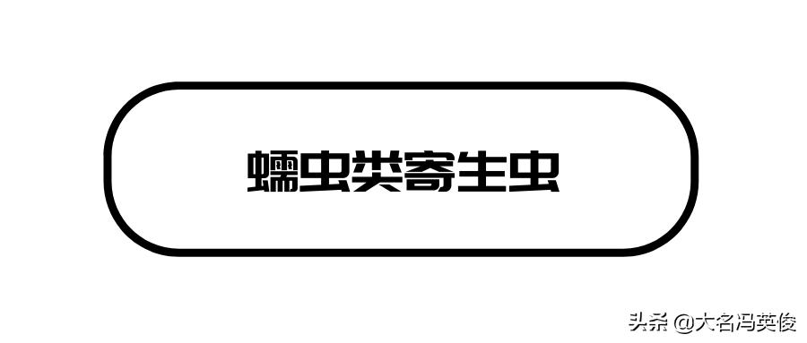 定期做驱虫就没必要担心,定时驱虫为什么还有跳蚤
