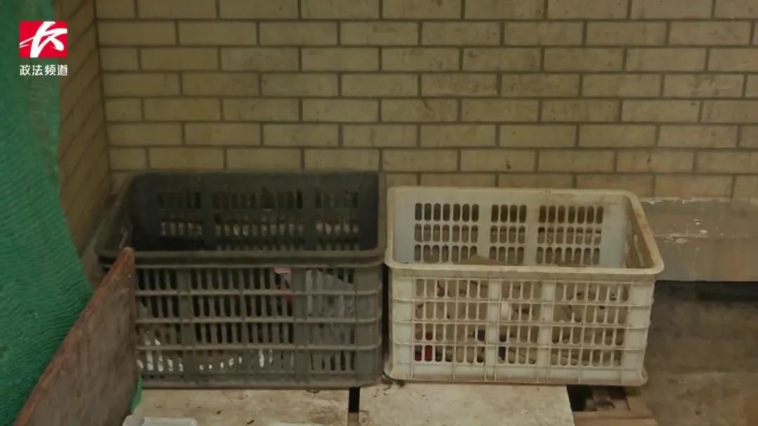 自建房楼顶搭棚养鸡,农村自建房养老天台种菜养鸡