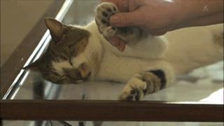 吸猫最高境界图片,吸猫最高境界完整视频