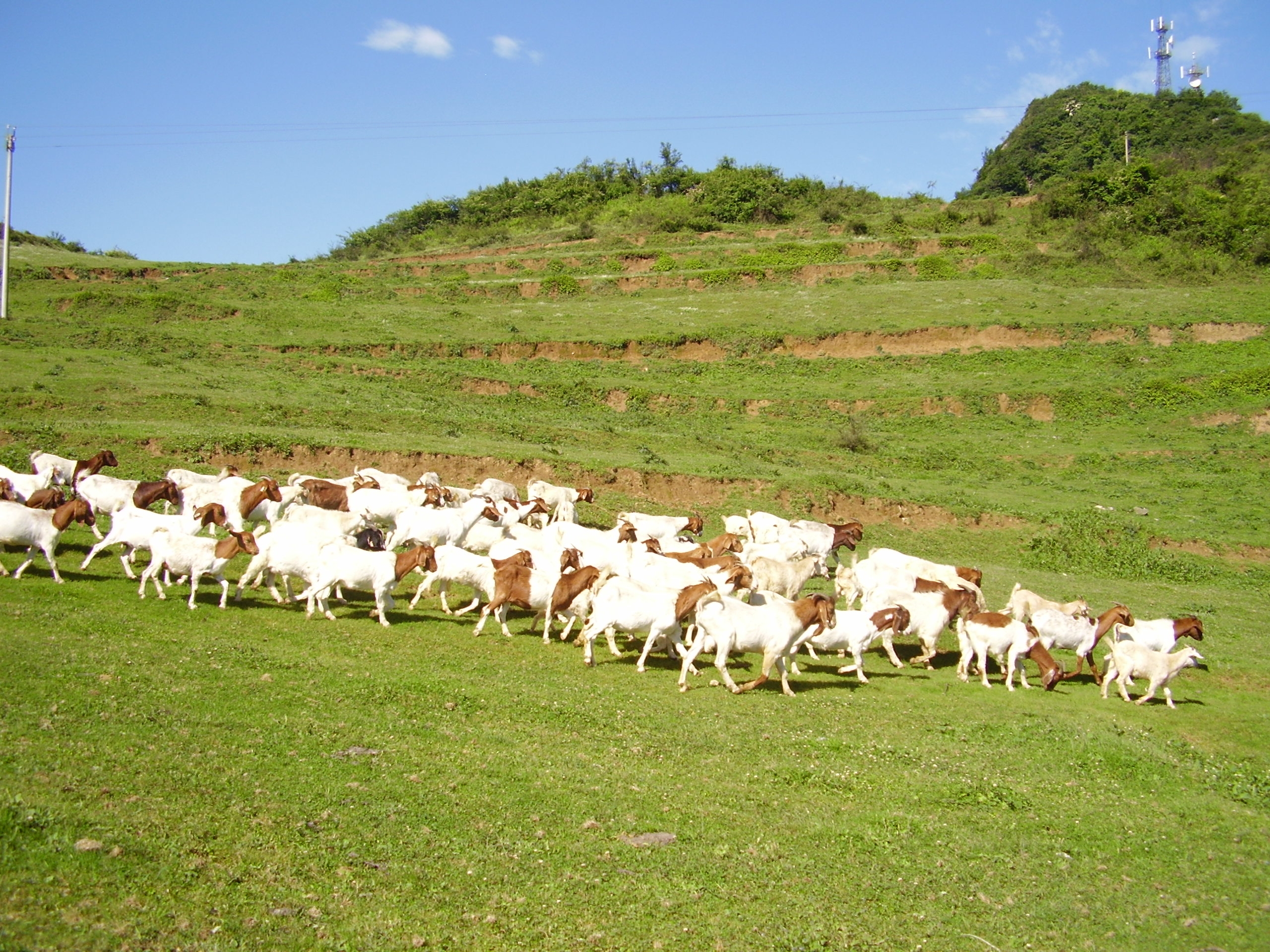 养山羊50只羊羔一年赚多少钱,养殖100只山羊一年成本分析