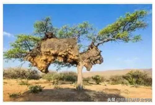 有巢氏的创始人是谁,吊脚楼最早起源于什么时期