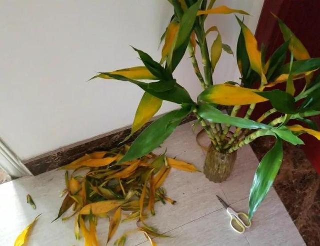 富贵竹爱黄叶、水发臭？“剪一刀”就解决了