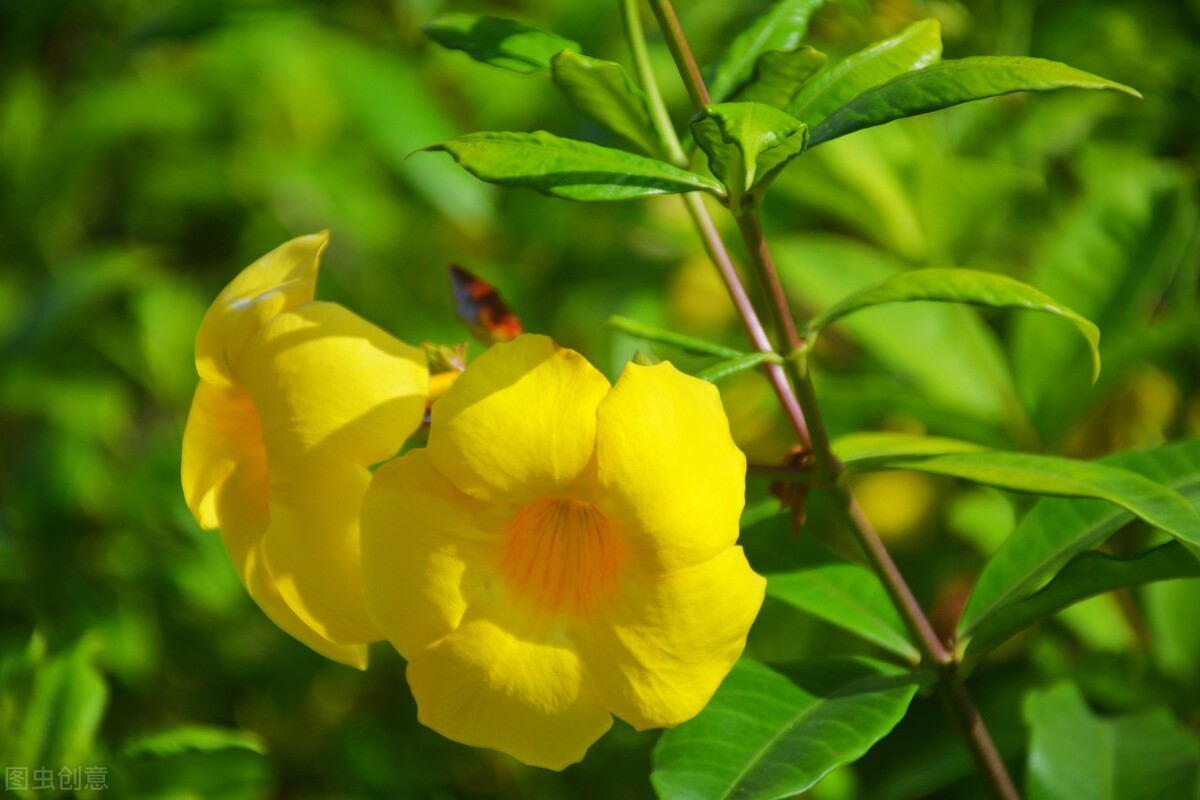 郁郁葱葱的多肉植物,适合阳光足的一年四季开花的植物