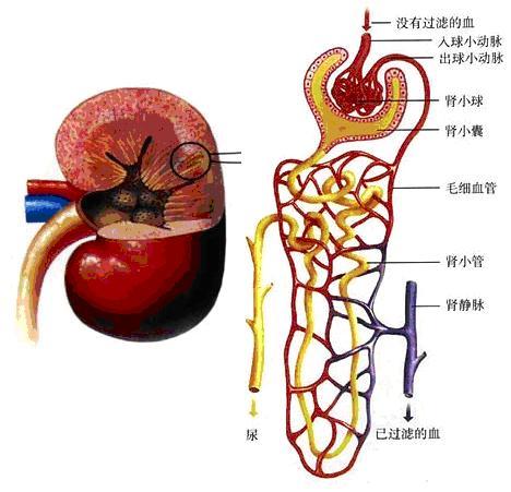 八年级下册生物书知识点,初一下册生物期中知识点