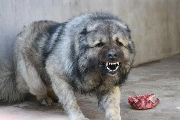 世界十大猛犬藏獒仅排第二,世界十大猛犬排名藏獒只排第六