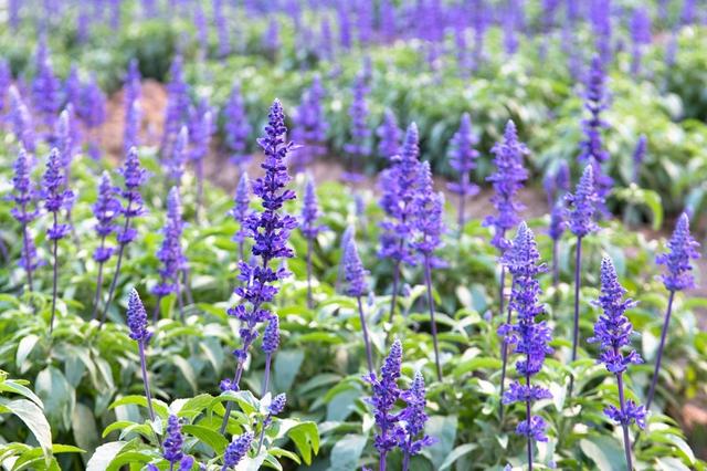 广东适合情侣旅游景点推荐,适合情侣旅游的广东景点