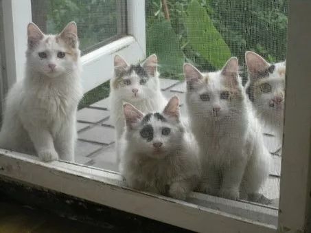 猫咪乱尿解决神器,猫咪乱尿吃什么药管用