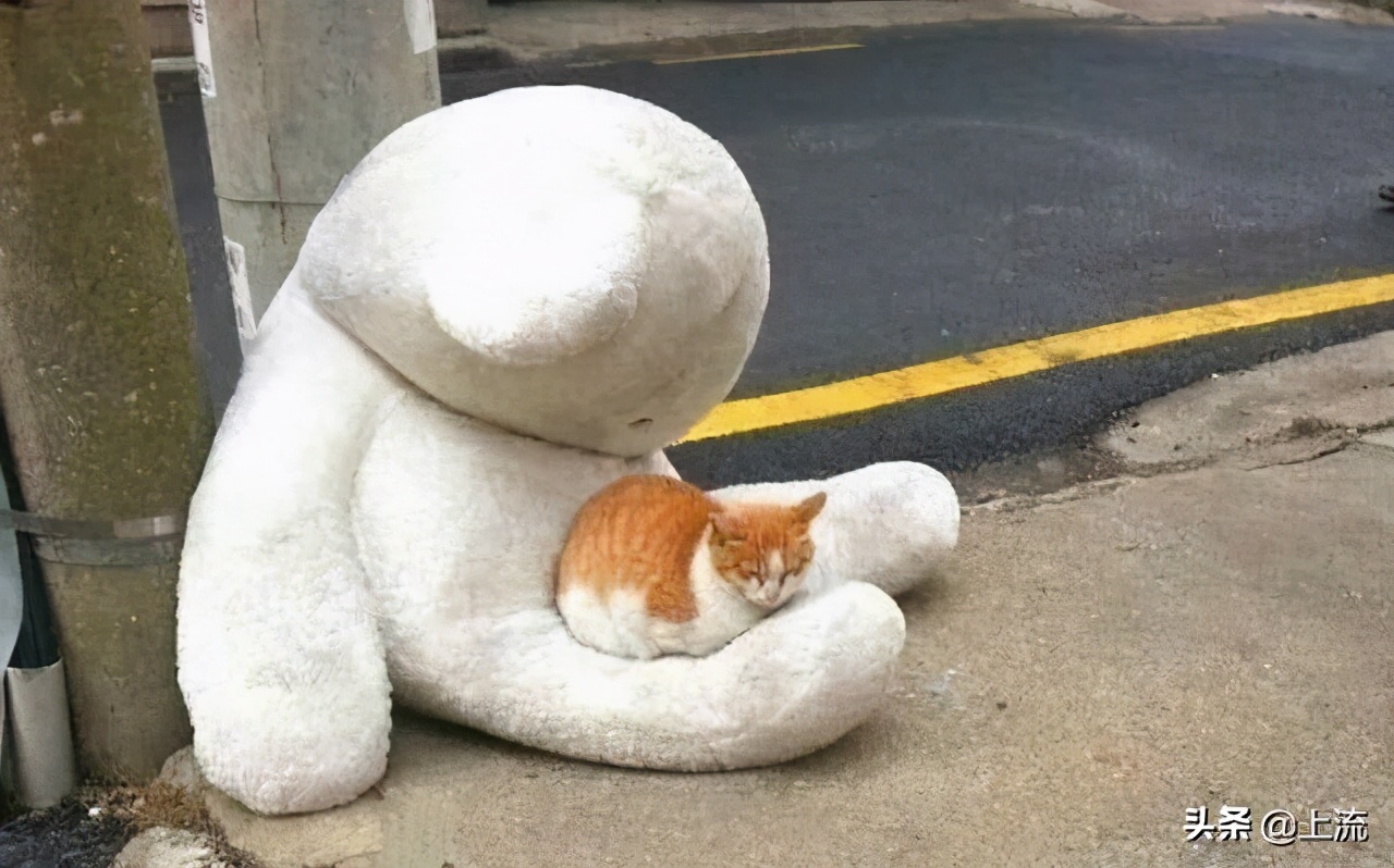 为什么毛绒玩具都是熊,为什么毛绒玩具熊偏多