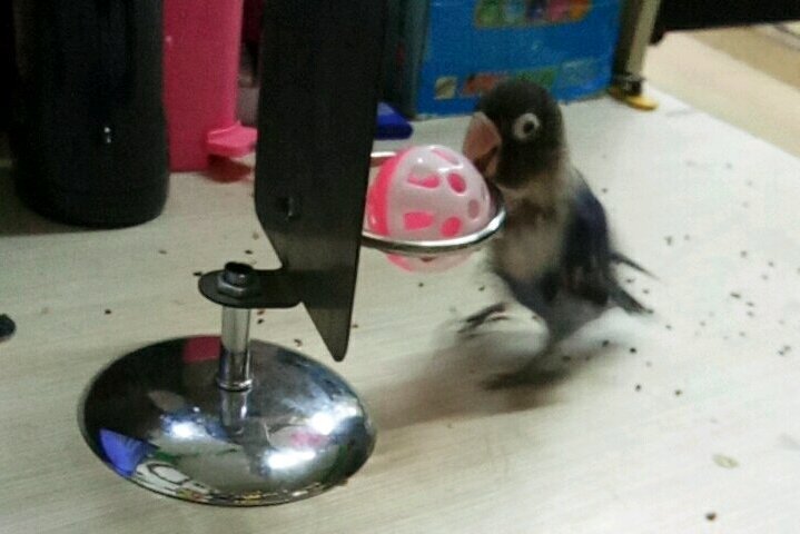 鹦鹉简单炫酷的技能,7个有趣的鹦鹉技巧