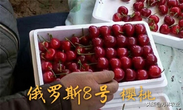 俄罗斯八号樱桃怎么好坐果,俄罗斯八号樱桃怎样