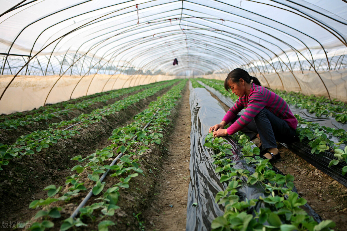 2021农民专业合作社农业补贴政策,广西农民种果树补贴新政策2021