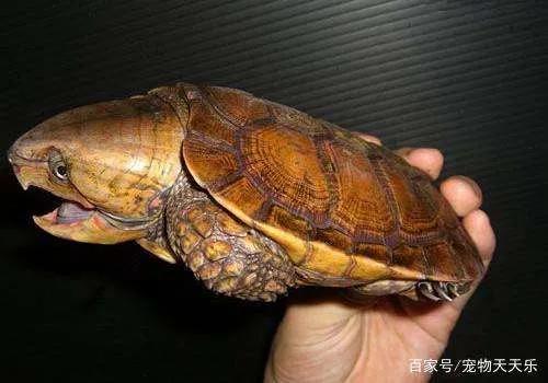 鹰嘴龟国鹰,花鸟市场鹰嘴龟