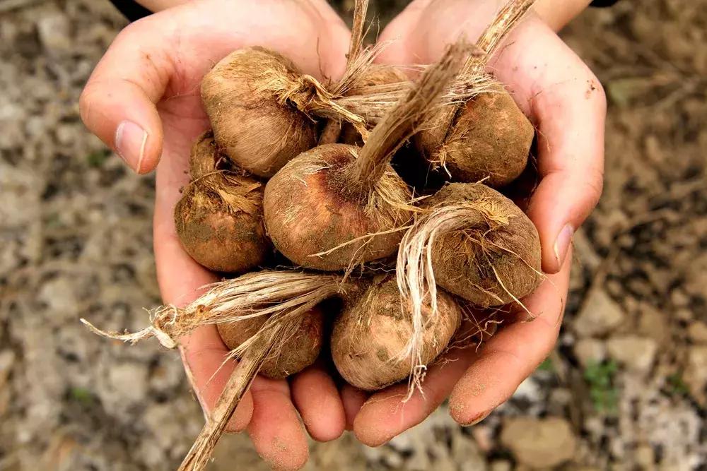 大蒜最好的新品种种子,大蒜种子大全100款