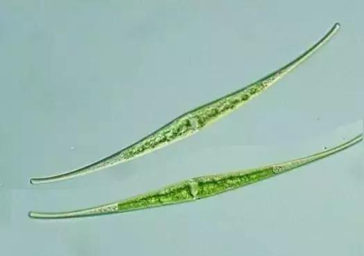 水产养殖藻类老化是怎样的,水产养殖显微镜下各种藻类