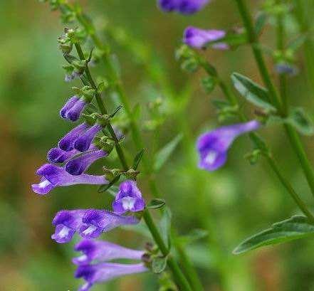 半枝莲,如梦如幻,永远绽放在我心中