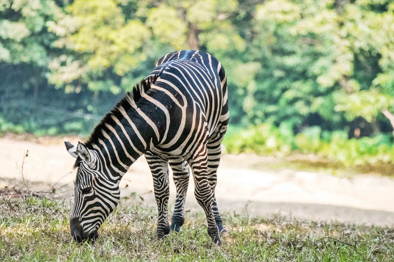 玩转广州长隆野生动物世界之行,广州长隆动物世界游玩攻略图