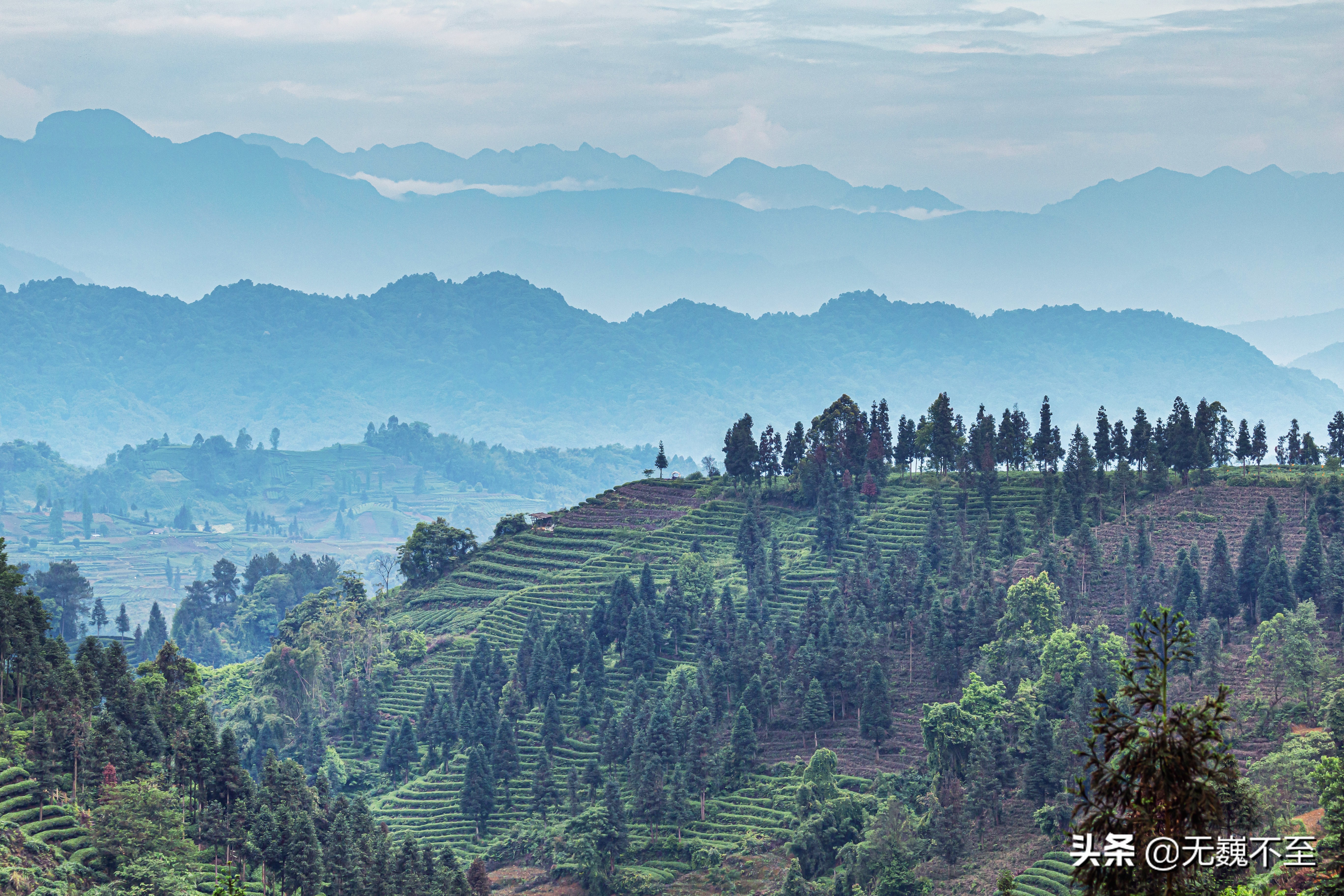 四川雅安牛碾坪万亩观光茶园绿道,雅安旅游景点十大排行榜牛背山