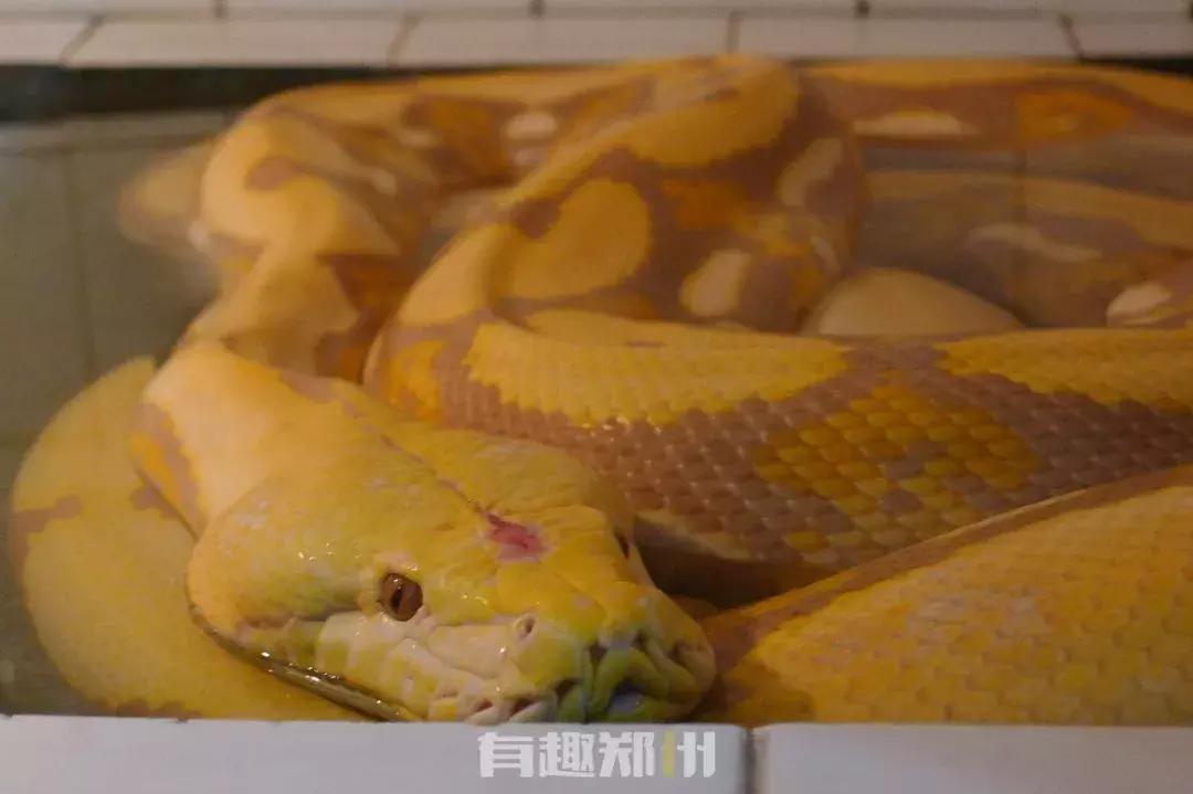 郑州市动物园开放,郑州市动物园什么时候去合适