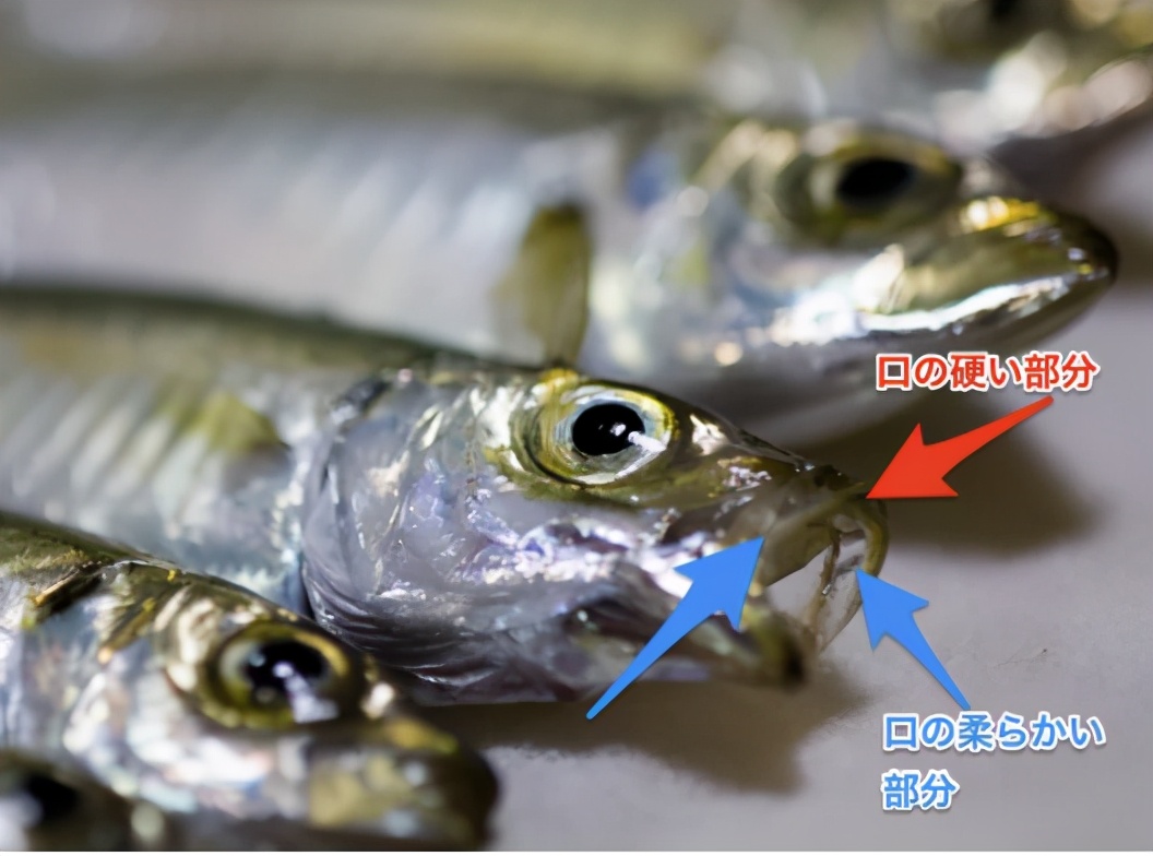 青竹鱼钓法和饵料,日本竹荚鱼的做法